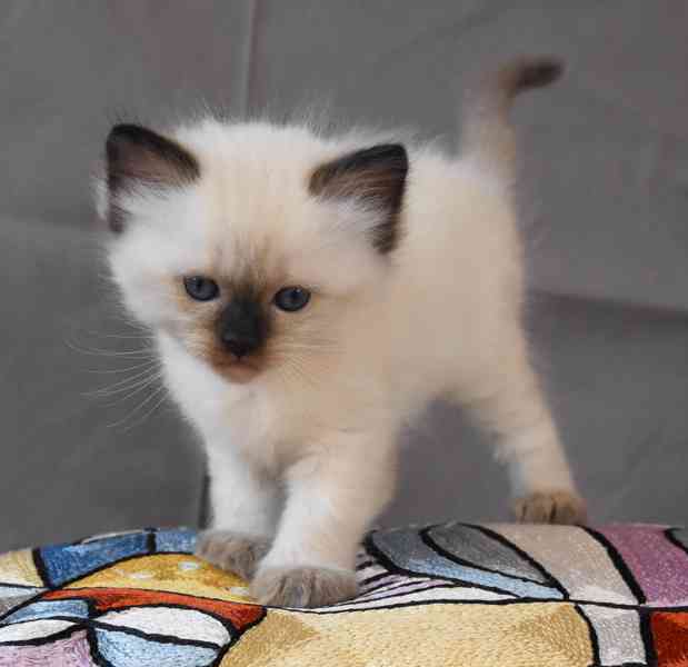 Ragdoll koťátka s PP - foto 3