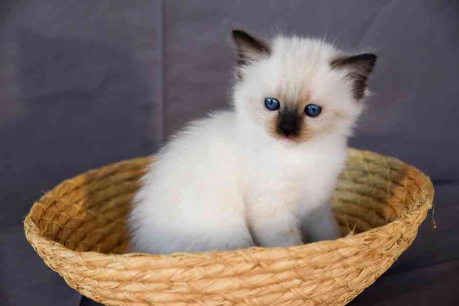Ragdoll koťátka s PP - foto 2