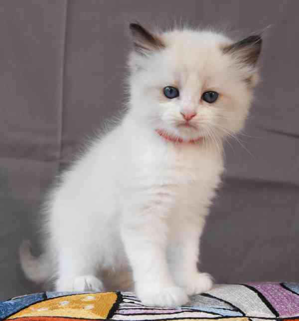 Ragdoll koťátka s PP - foto 4