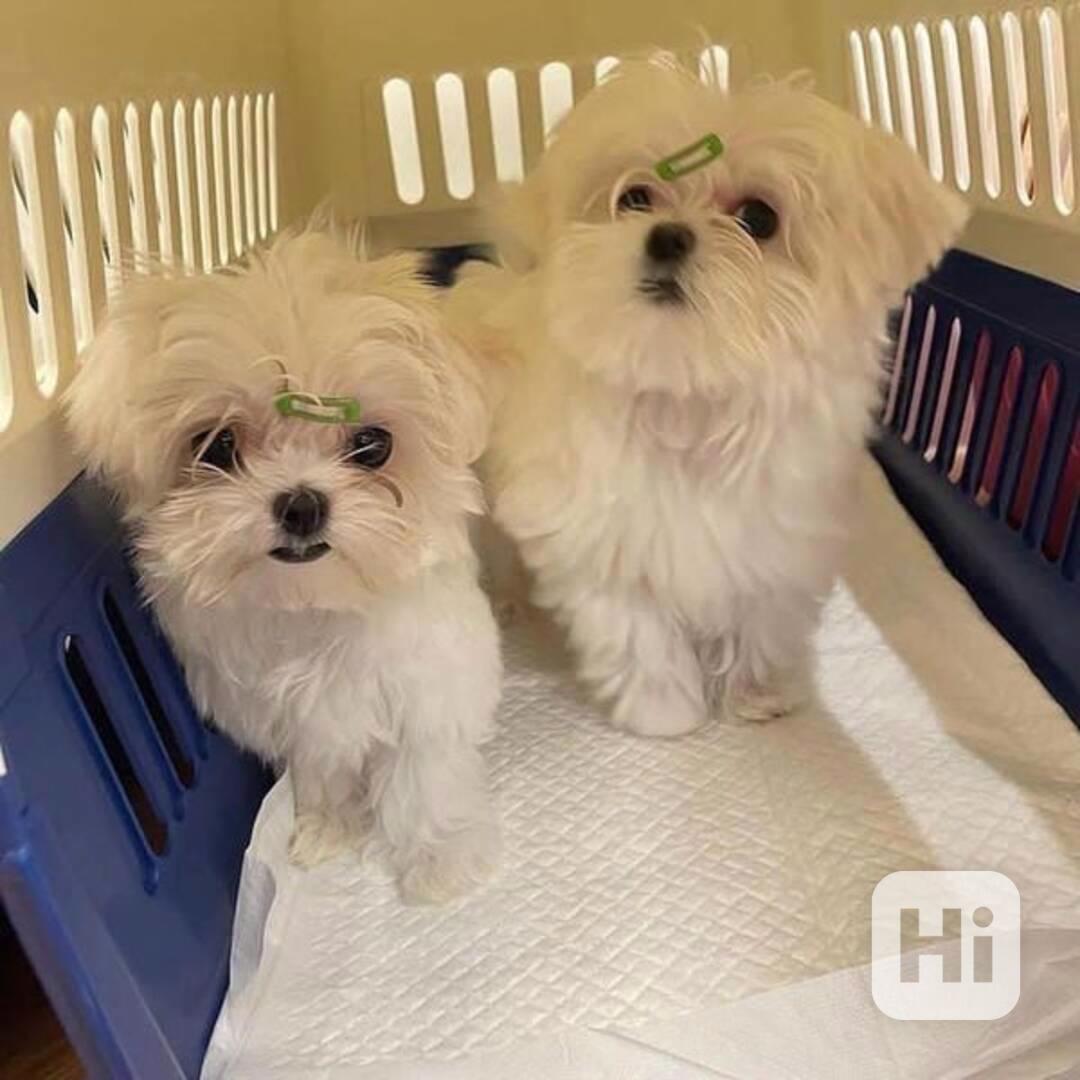 vánoční dárek Zdravá štěňátka maltézáka a fenky k adopci  - foto 1