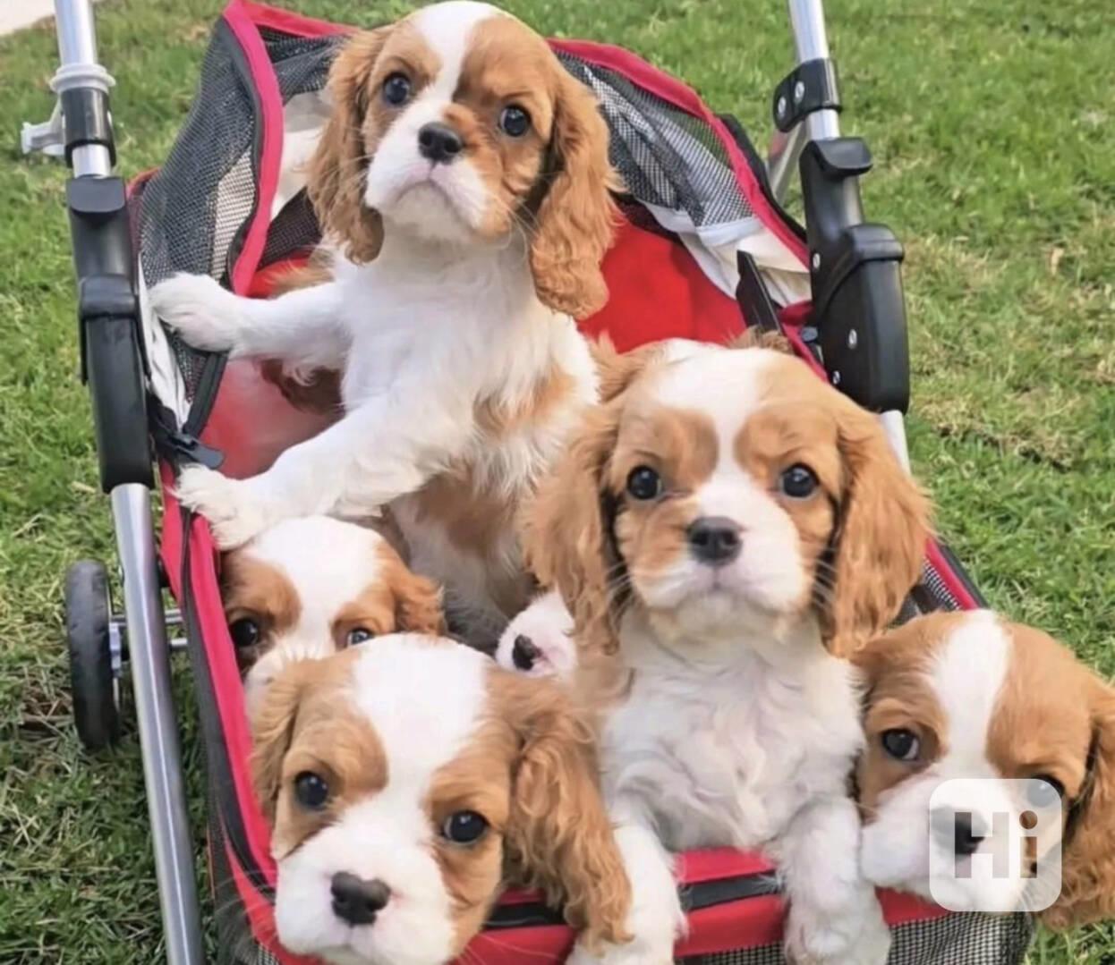 Rozkošná štěňata Kavalír King Charles španěla - foto 1