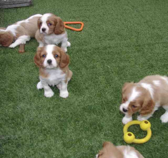Rozkošná štěňata Kavalír King Charles španěla - foto 2