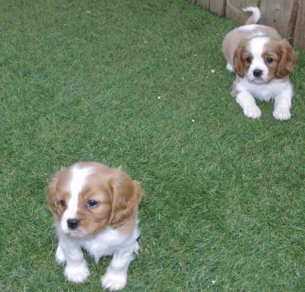 Rozkošná štěňata Kavalír King Charles španěla - foto 3