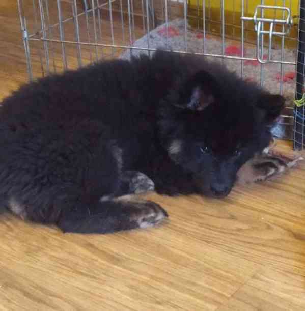 Eurasier - štěně ihned k odběru - foto 4