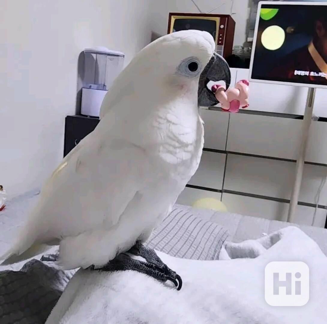 Krásní papoušci kakadu hledají nový domov - foto 1