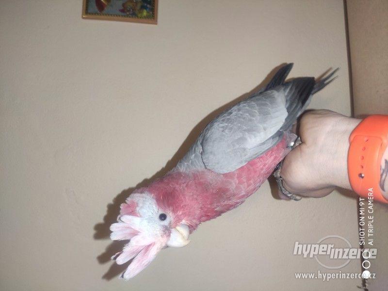 Kakadu růžový - foto 2