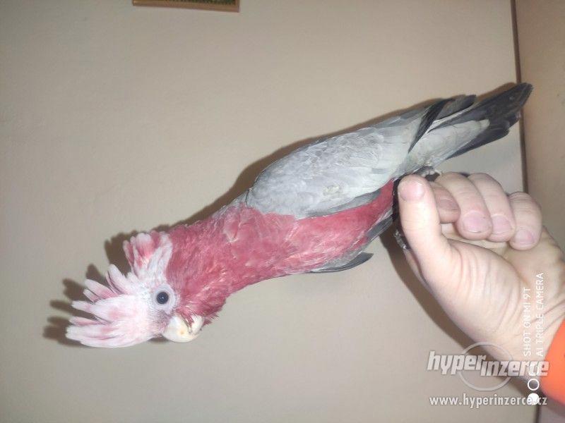 Kakadu růžový - foto 3