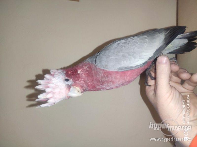Kakadu růžový - foto 4