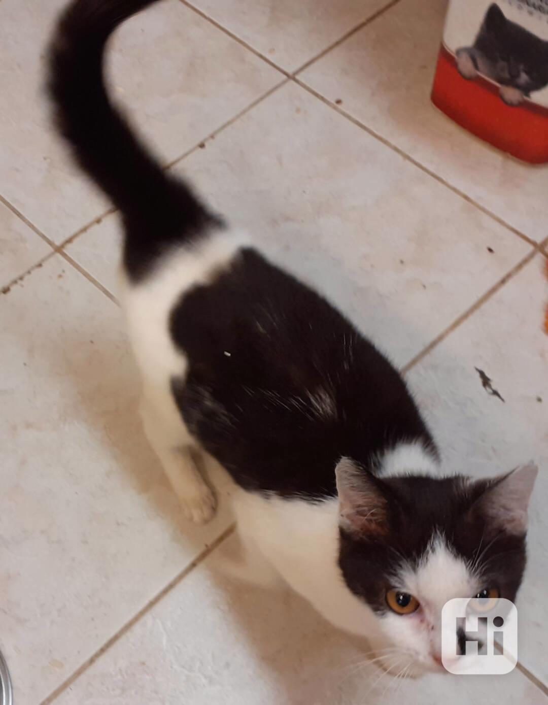 Bíločerný, hravý, milý, hodný 5měsíční Harry  - foto 1