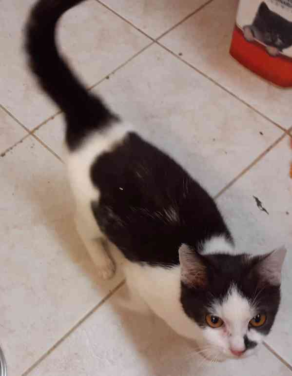 Bíločerný, hravý, milý, hodný 5měsíční Harry  - foto 1