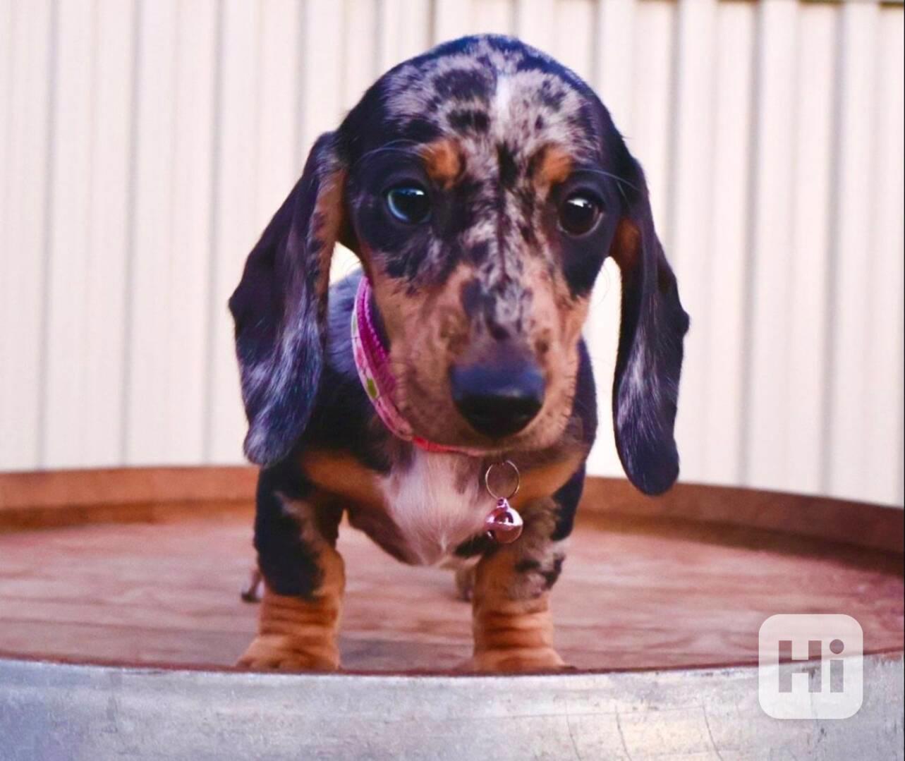 Prodám nádherná štěňátka jezevčíků. - foto 1