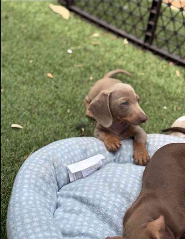 Prodám nádherná štěňátka jezevčíků. - foto 4