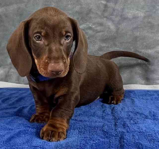 Prodám nádherná štěňátka jezevčíků. - foto 6