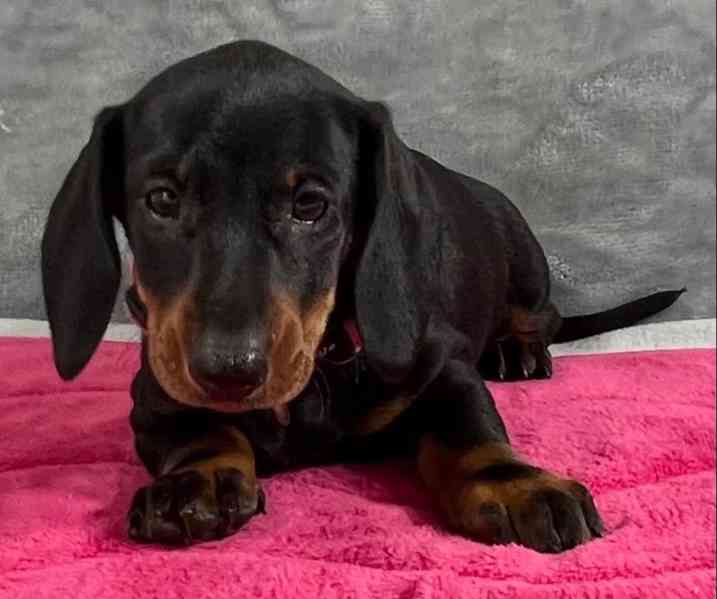 Prodám nádherná štěňátka jezevčíků. - foto 5