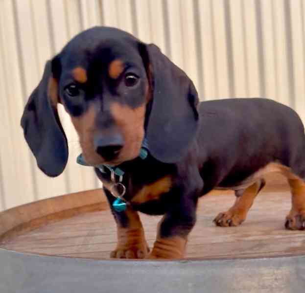 Prodám nádherná štěňátka jezevčíků. - foto 2