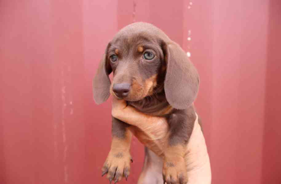 Prodám nádherná štěňátka jezevčíků. - foto 3