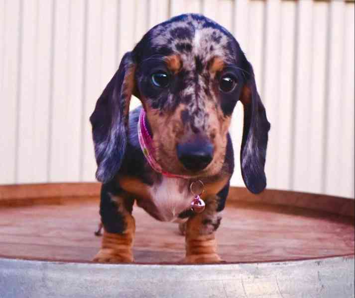 Prodám nádherná štěňátka jezevčíků. - foto 1