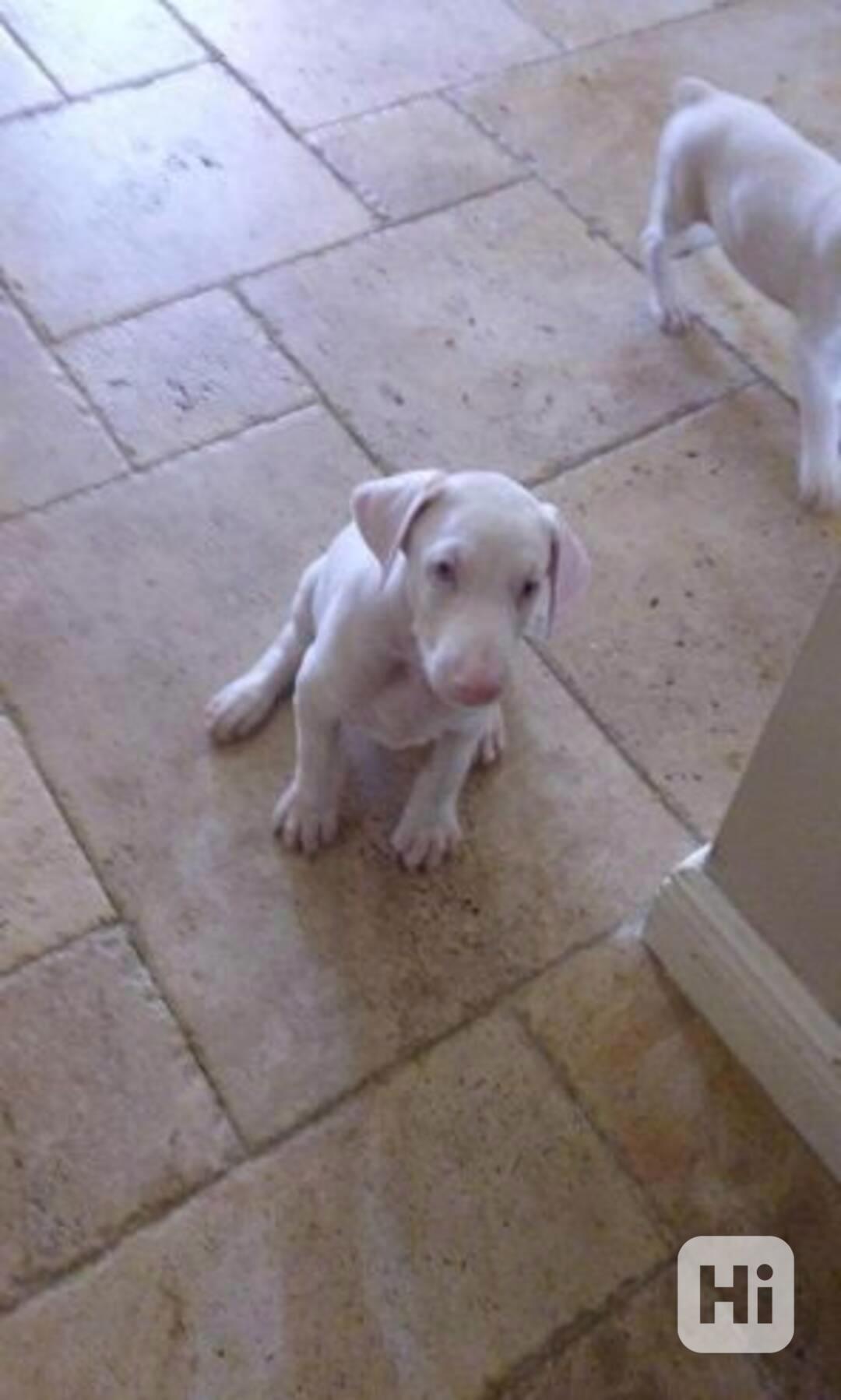 Unikátní štěňata albínských dobermanů hledají své trvalé - foto 1