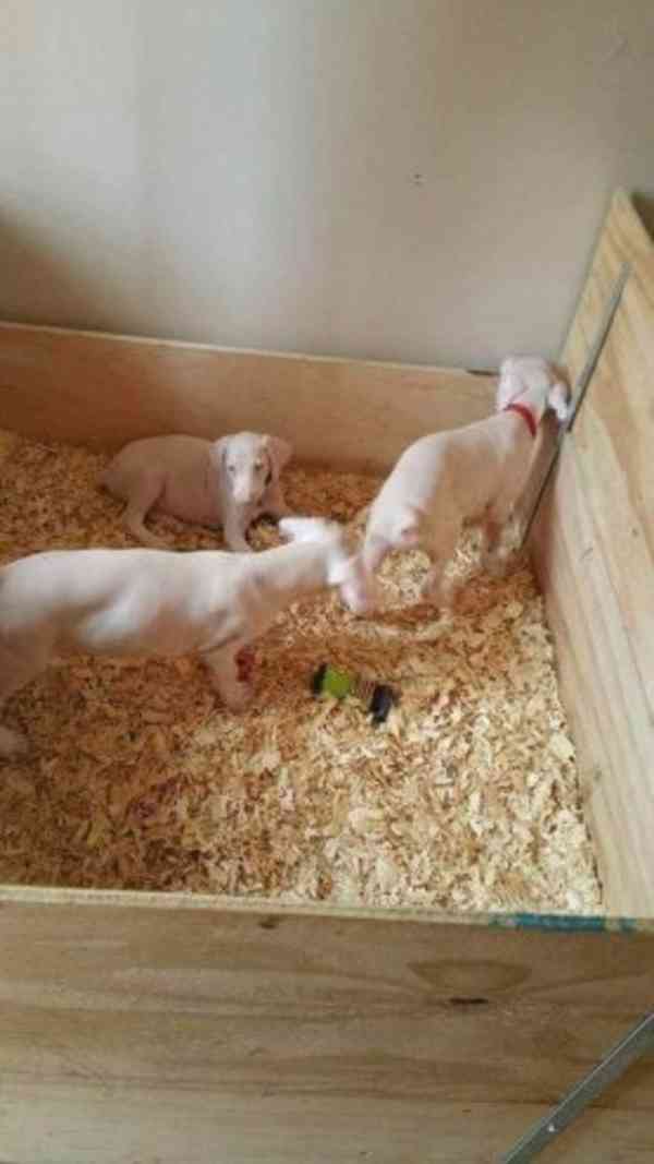 Unikátní štěňata albínských dobermanů hledají své trvalé - foto 4