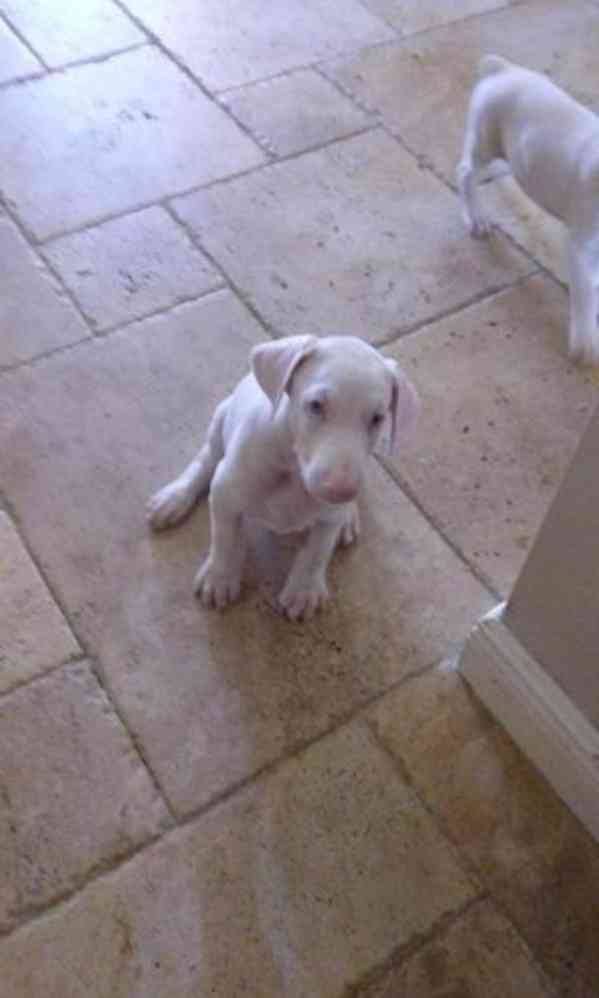 Unikátní štěňata albínských dobermanů hledají své trvalé