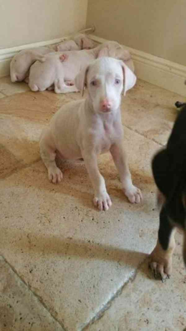 Unikátní štěňata albínských dobermanů hledají své trvalé - foto 3