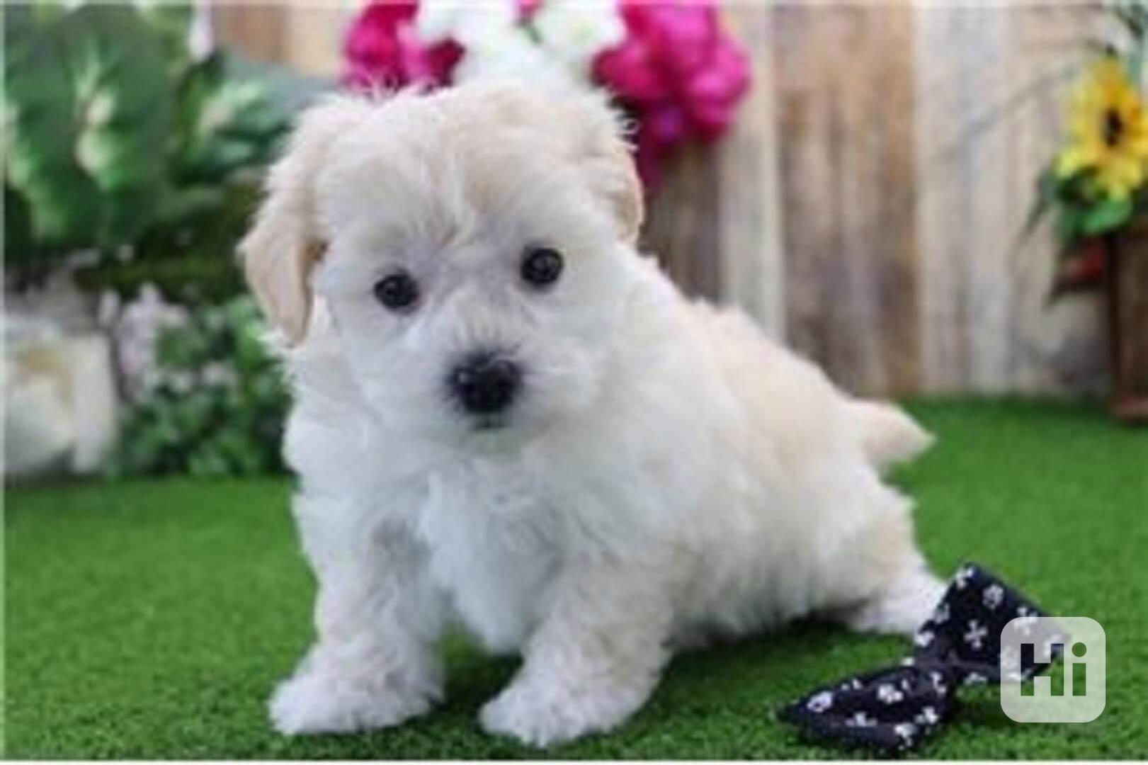 Štěňata maltipoo připravena do nového domova Štěňata maltipo - foto 1