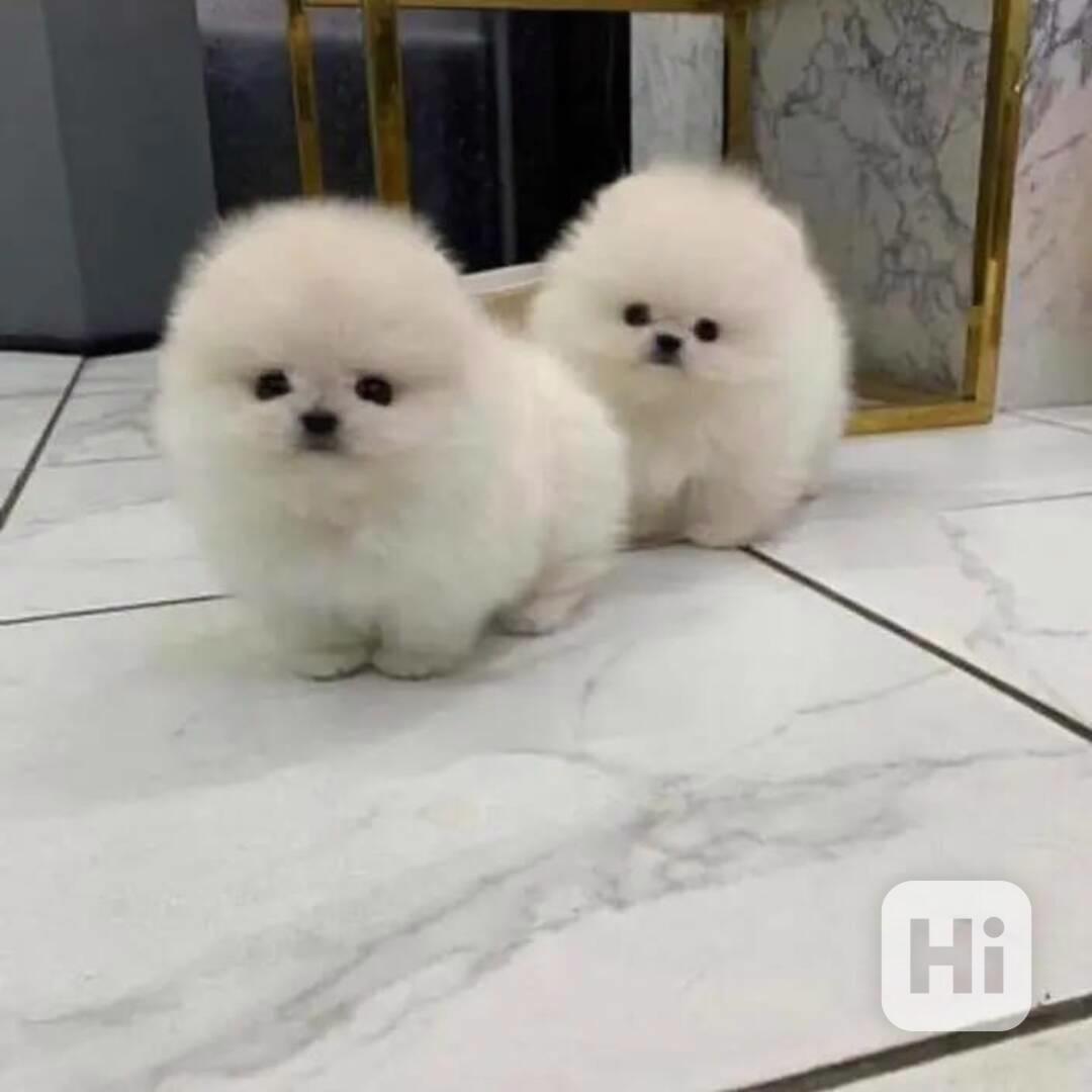 Máme 4 krásná, bílá štěňata pomeraniana, která hledají dobrý - foto 1