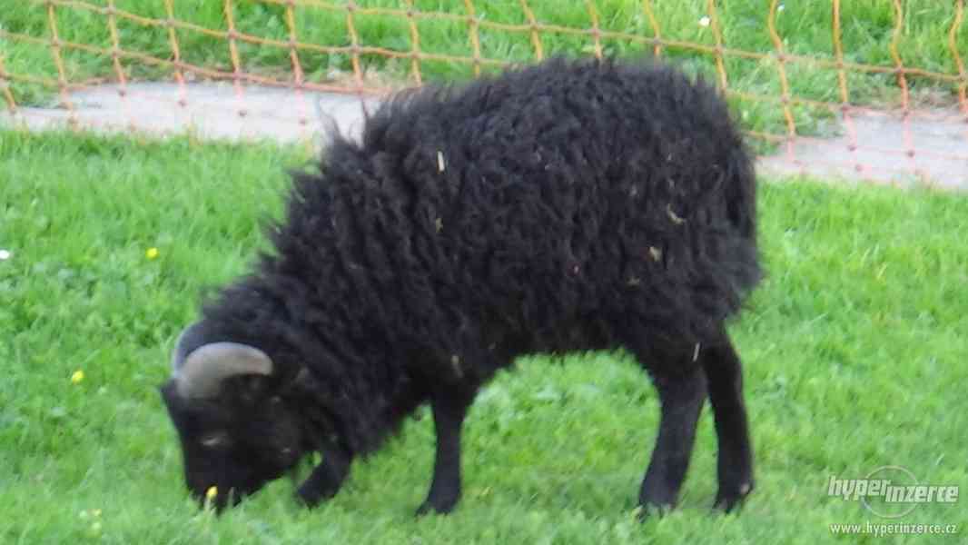Quessantské ovce - foto 1
