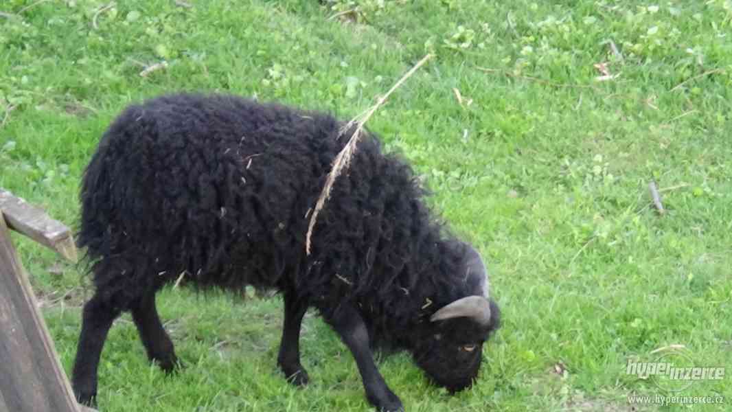 Quessantské ovce - foto 2