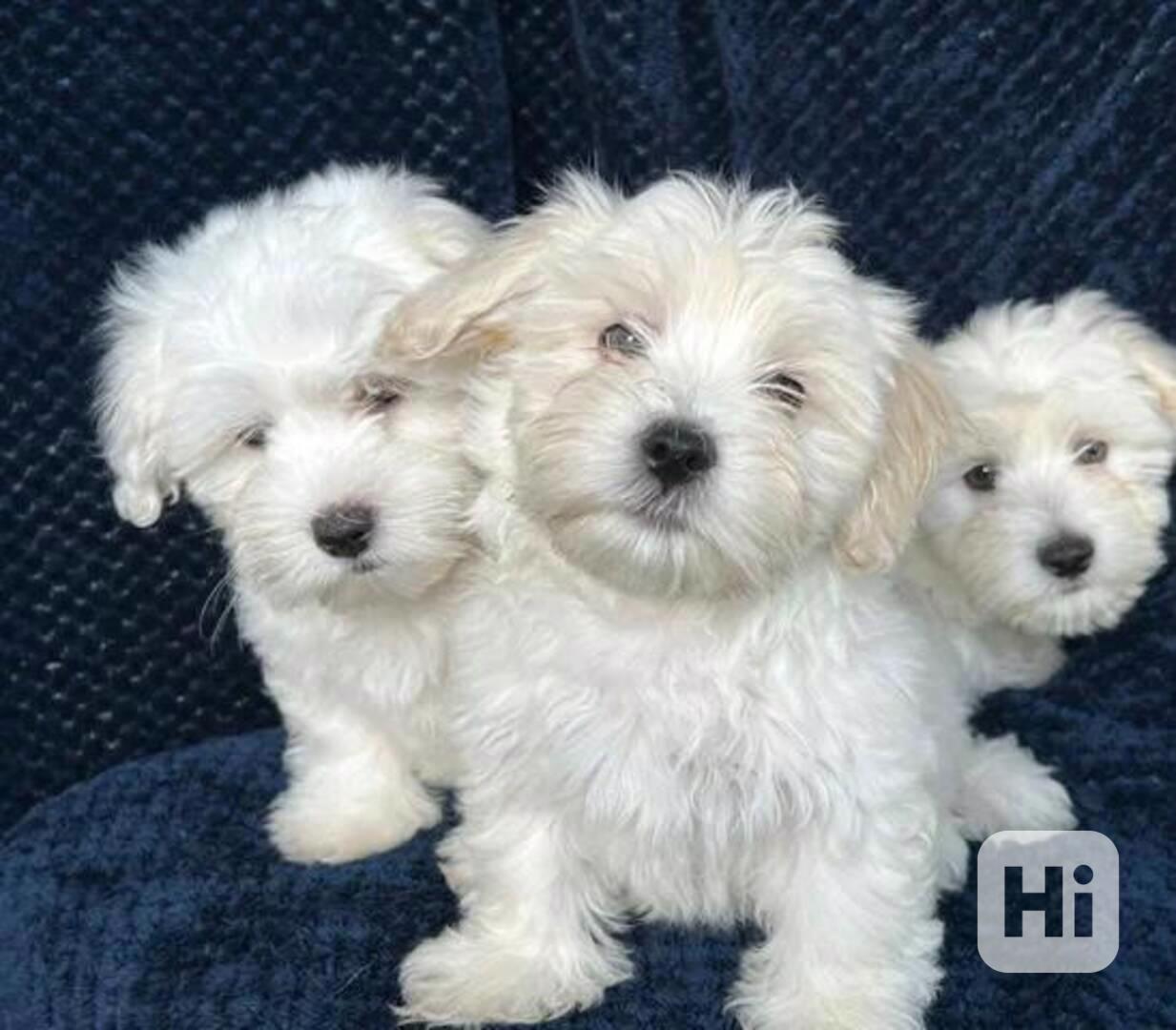 💚🤎PŘIPRAVENI K ODCHODU, ZBYLY 2 FENKY A 1 PES 💙💚 - foto 1