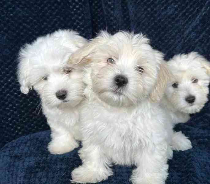 💚🤎PŘIPRAVENI K ODCHODU, ZBYLY 2 FENKY A 1 PES 💙💚 - foto 1