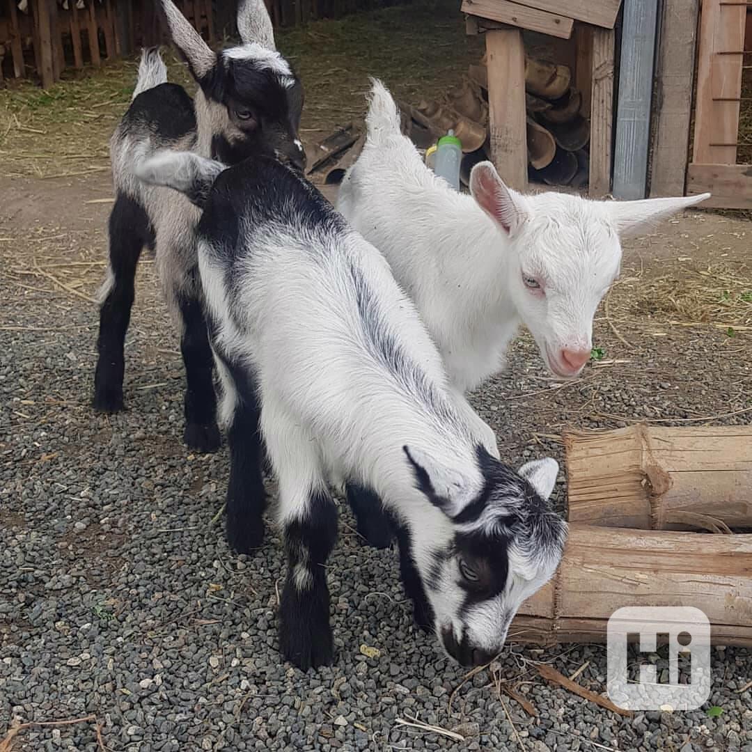 🐐 Rozkošná alpská koza hledá milující domov 🐐 - foto 1