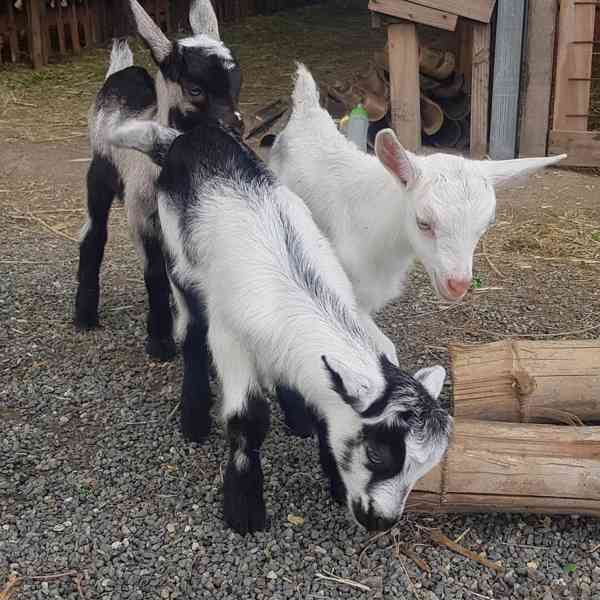 🐐 Rozkošná alpská koza hledá milující domov 🐐