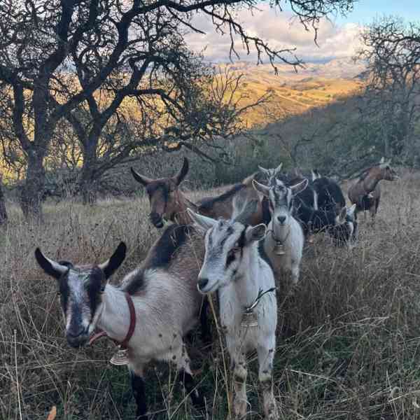🐐 Rozkošná alpská koza hledá milující domov 🐐 - foto 2
