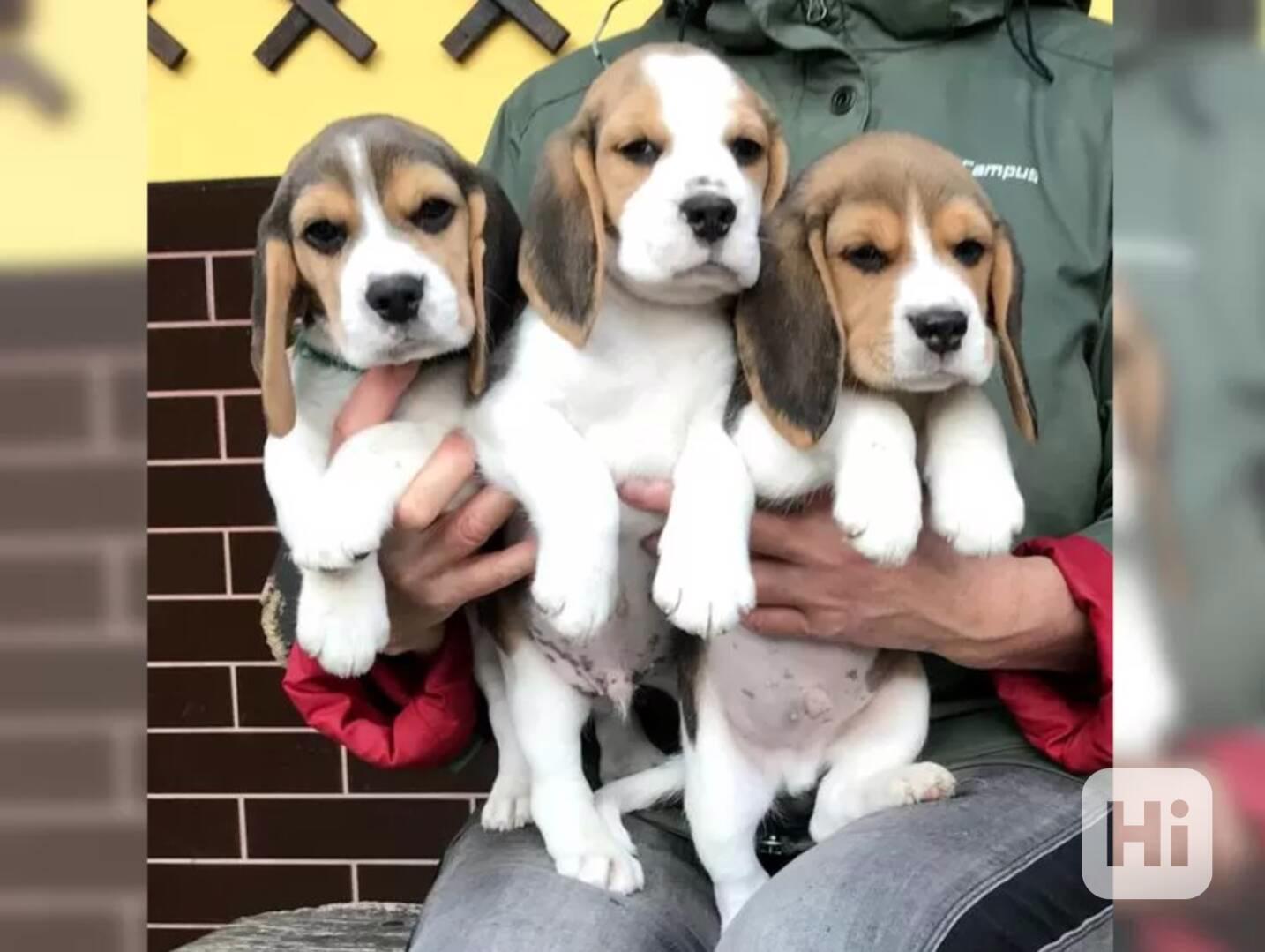 Bígl štěňátka - foto 1