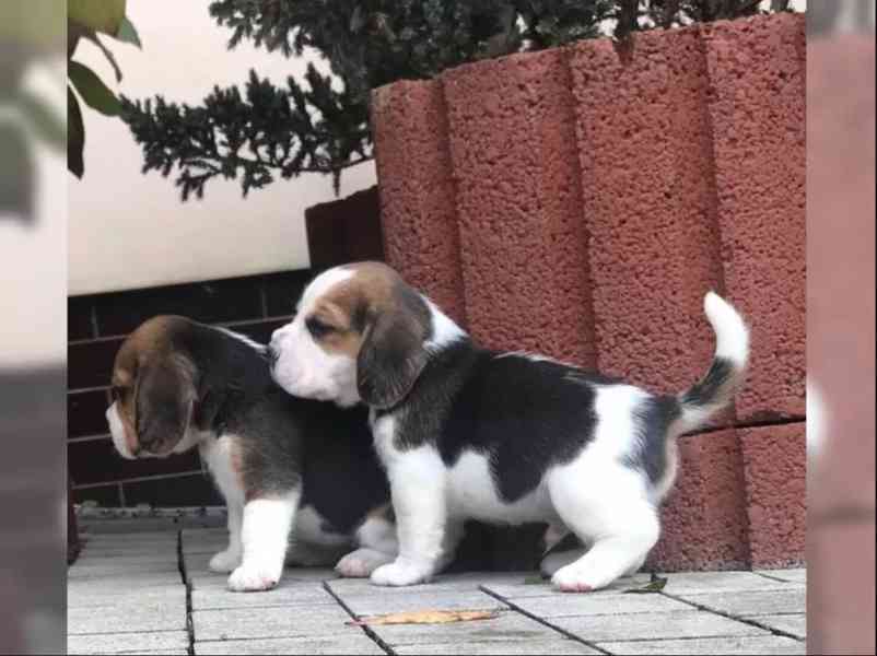 Bígl štěňátka - foto 3