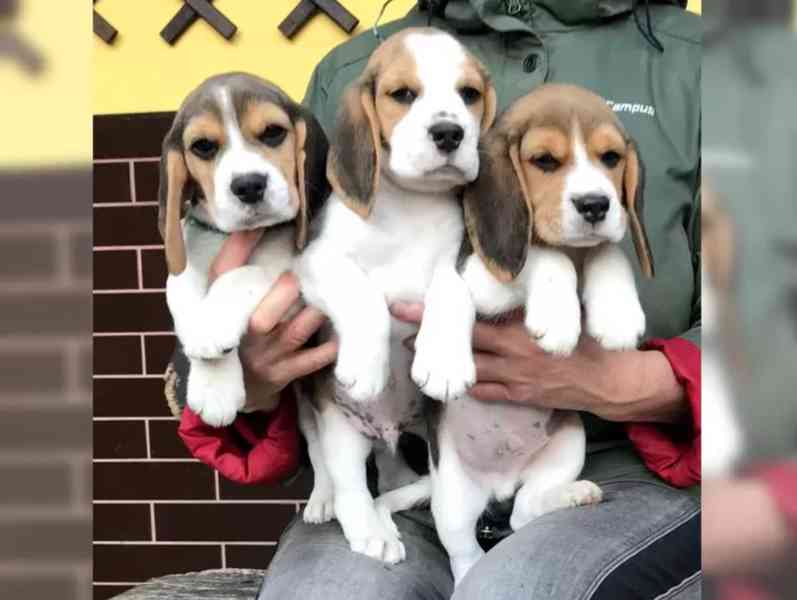 Bígl štěňátka - foto 1