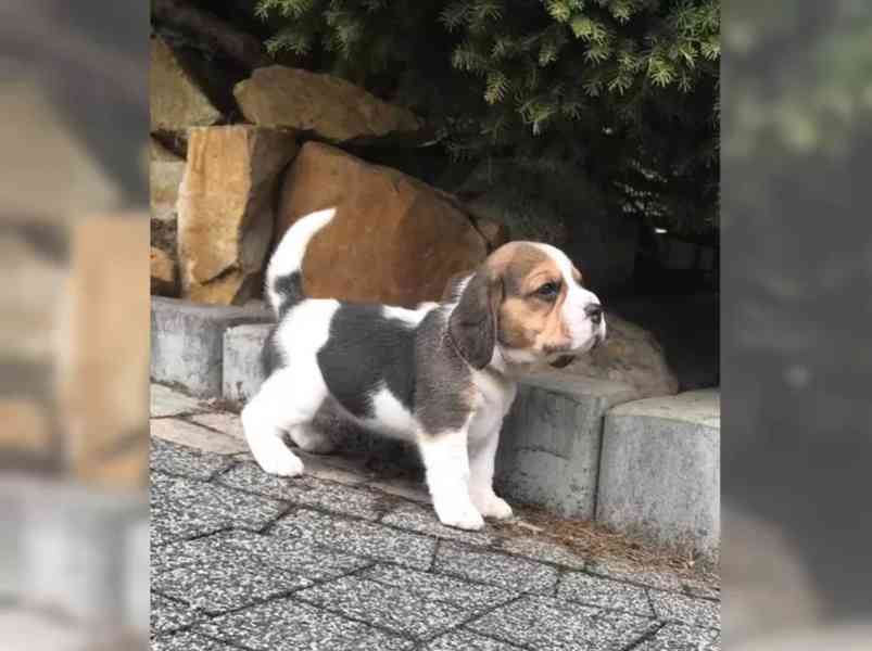 Bígl štěňátka - foto 4