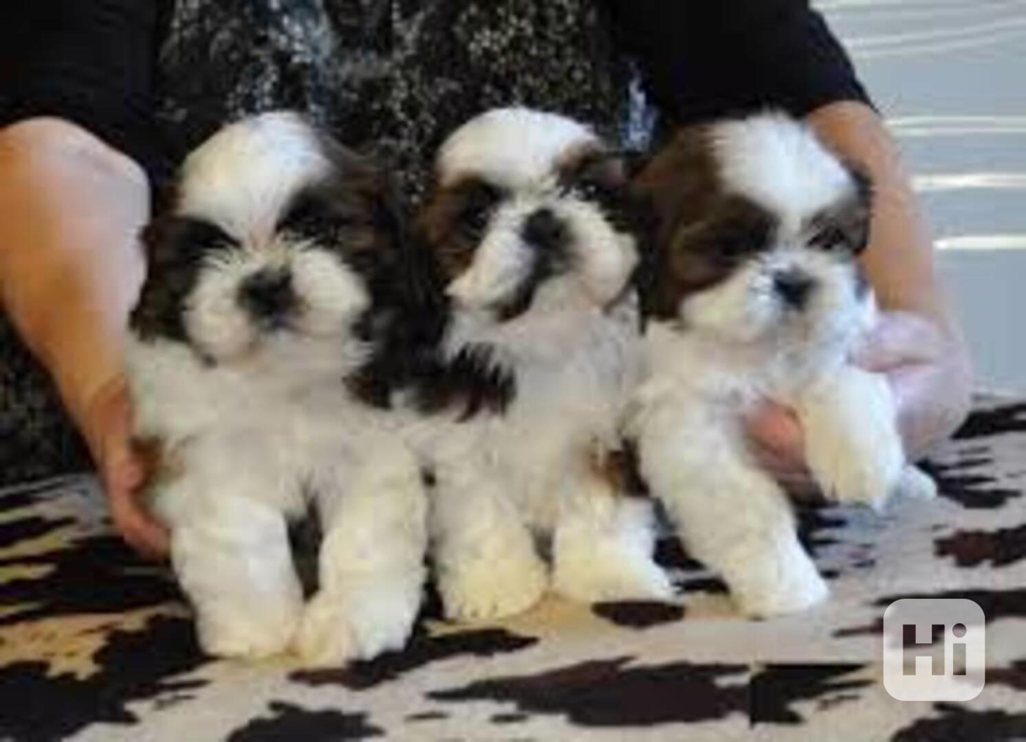 SHIH TZU Tricolor !!! / / - foto 1