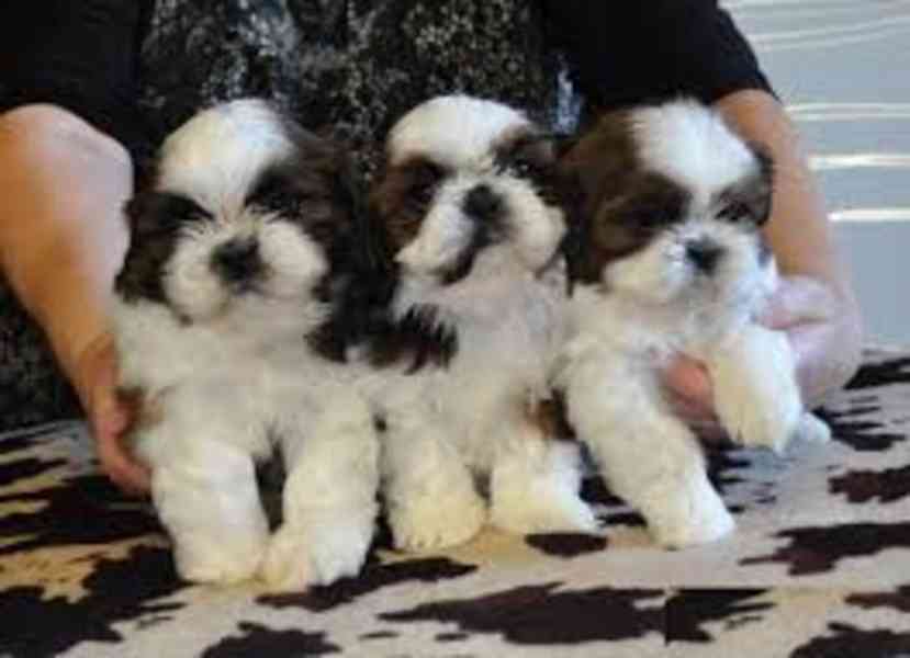 SHIH TZU Tricolor !!! / / - foto 1