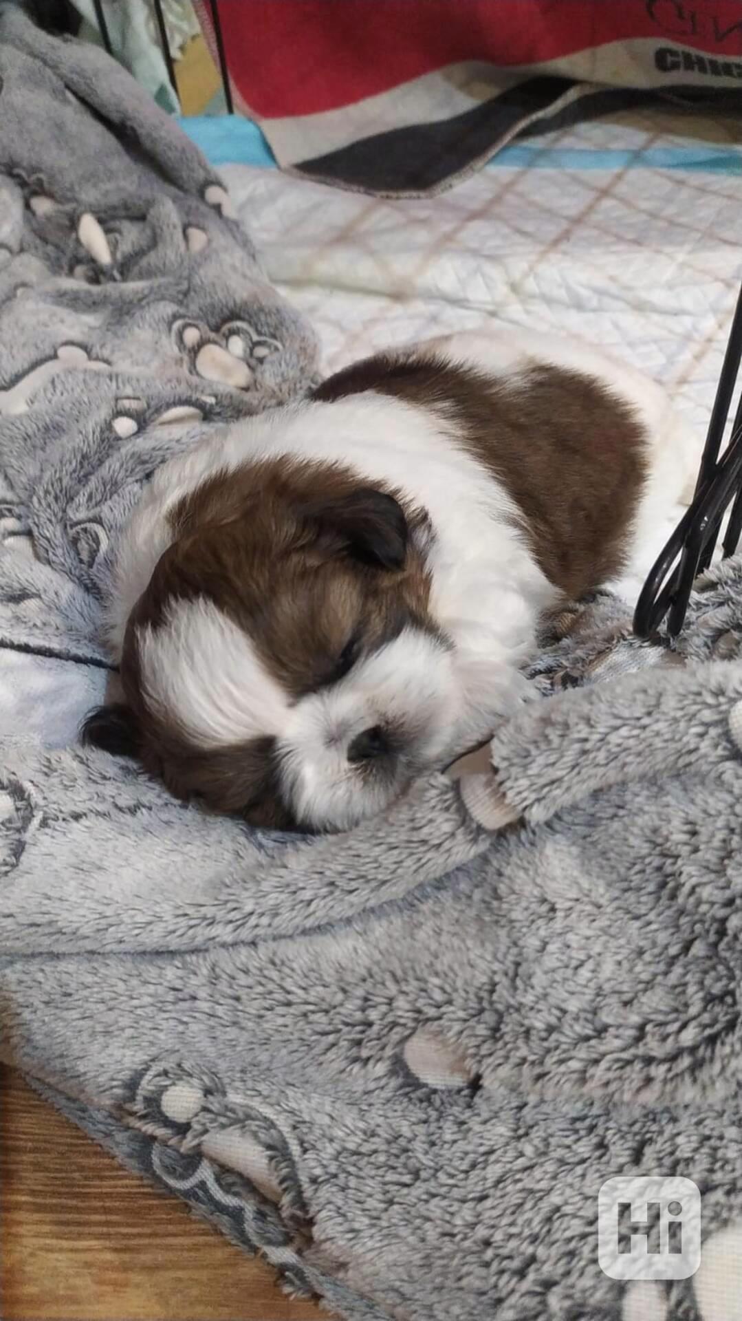 Štěně Shih-tzu - foto 1