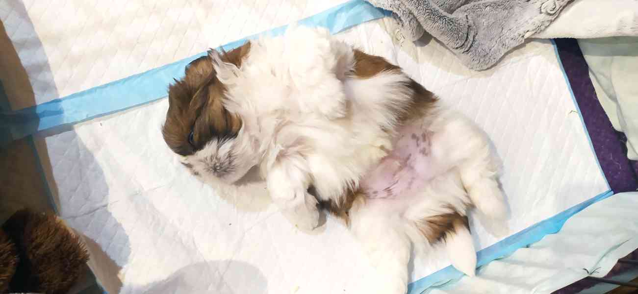 Štěně Shih-tzu - foto 4