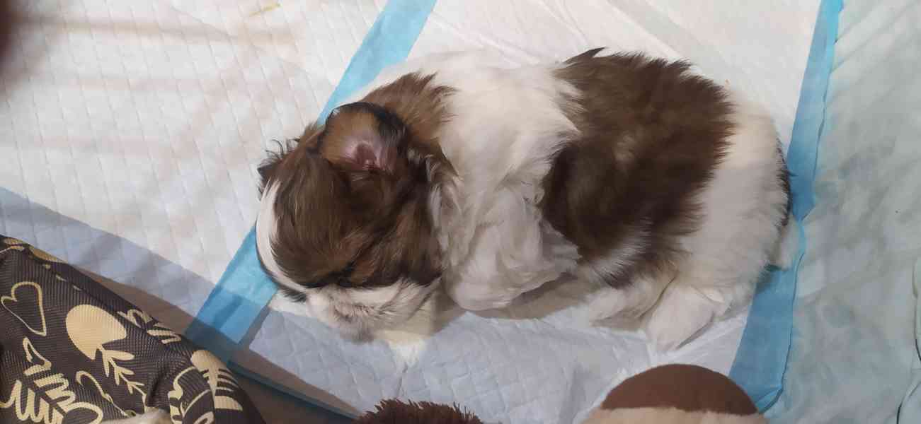 Štěně Shih-tzu - foto 5