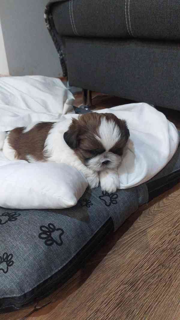 Štěně Shih-tzu - foto 3