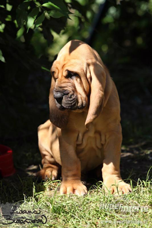 Bloodhound - štěně - foto 1