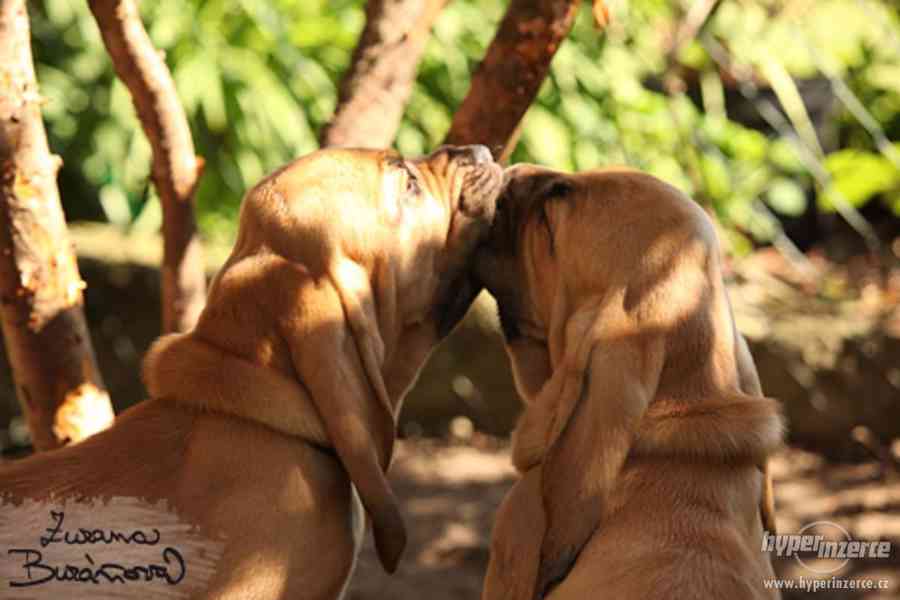 Bloodhound - štěně - foto 2