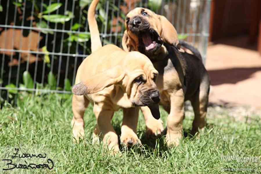 Bloodhound - štěně - foto 4