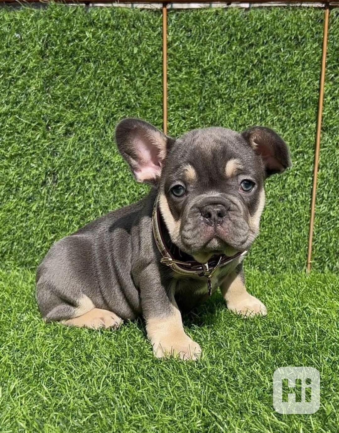 přátelská štěňata francouzského buldočka - foto 1