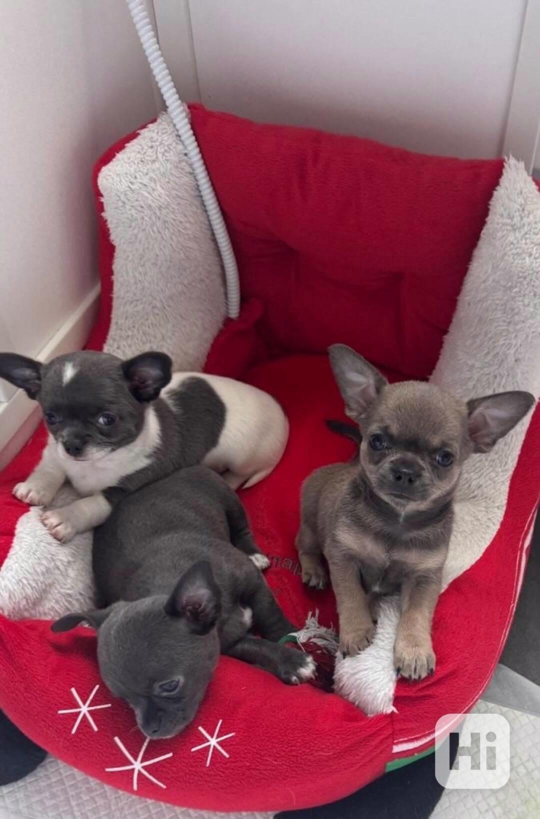 Mini Čivava  k odběru - foto 1