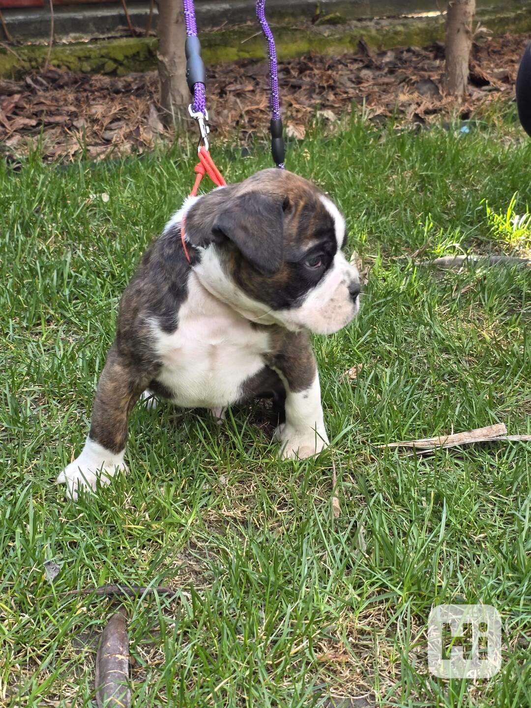 Nemecky boxer - foto 1